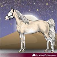 Horse Color:Gold Cream Champagne Splash Frame 