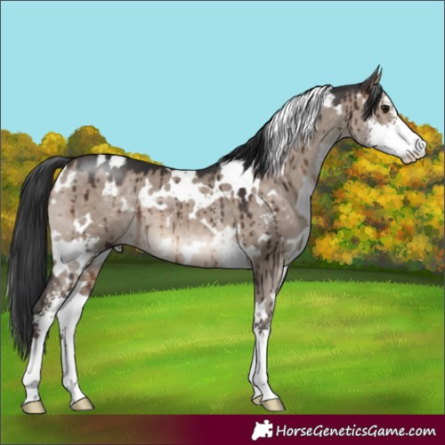 Horse Color:White Spotted Brown Dun Mushroom Sabino Brindle 
