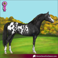 Horse Color:Gray Black Rabicano  and Smoky Black Appaloosa Rabicano 