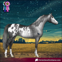 Horse Color:Gray Black Rabicano  and Smoky Black Appaloosa Rabicano 