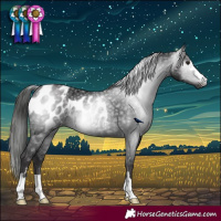 Horse Color:Gray Black Rabicano and Smoky Black Appaloosa Rabicano
