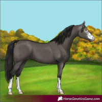 Horse Color:Gray Grullo Varnish