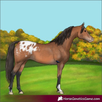 Horse Color:Bay Appaloosa 