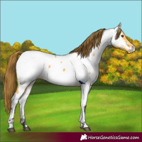 Horse Color:Buckskin Dun Near Fewspot 