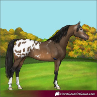 Horse Color:Gray Brown Dun Appaloosa