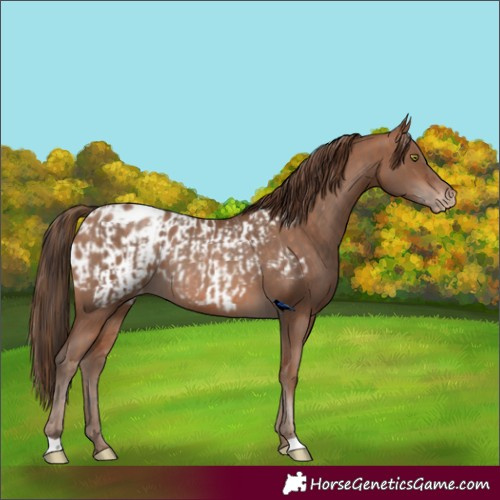 Horse Color:Sable Champagne Appaloosa Rabicano  and Brown Pearl Appaloosa Rabicano 