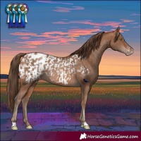 Horse Color:Sable Champagne Appaloosa Rabicano  and Brown Pearl Appaloosa Rabicano 