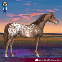 Horse Color:Sable Champagne Appaloosa Rabicano  and Brown Pearl Appaloosa Rabicano 