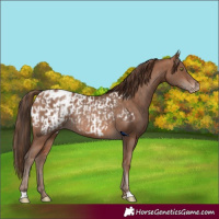 Horse Color:Sable Champagne Appaloosa Rabicano  and Brown Pearl Appaloosa Rabicano 
