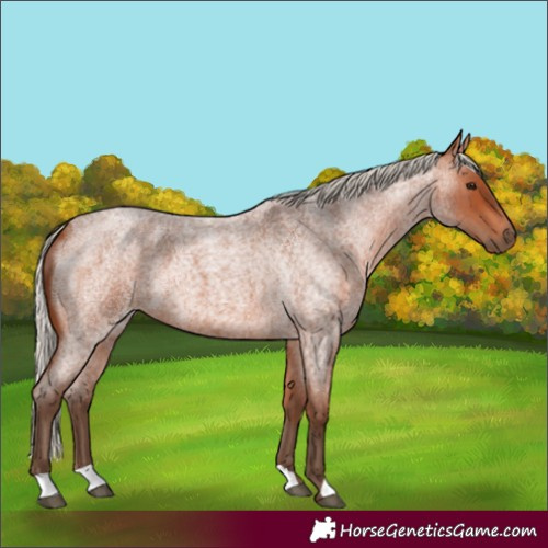 Horse Color:Silver Bay Roan 