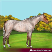 Horse Color:Silver Bay Roan