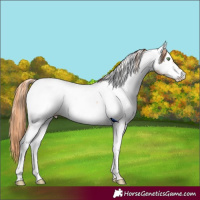 Horse Color:Classic Champagne Pearl Appaloosa 