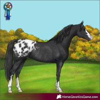 Horse Color:Black Appaloosa Rabicano