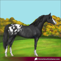 Horse Color:Black Appaloosa Rabicano 