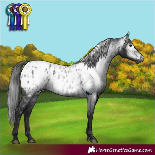 Horse Color:Gray Black Appaloosa  and Gray Black Appaloosa 