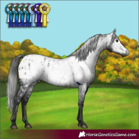 Horse Color:Gray Black Appaloosa  and Gray Black Appaloosa 