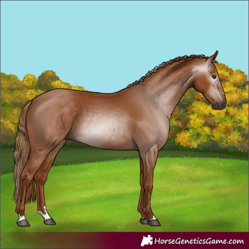 Horse Color:Gray Chestnut
