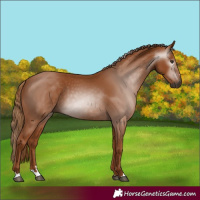 Horse Color:Gray Chestnut