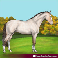 Horse Color:Amber Champagne Roan Splash 