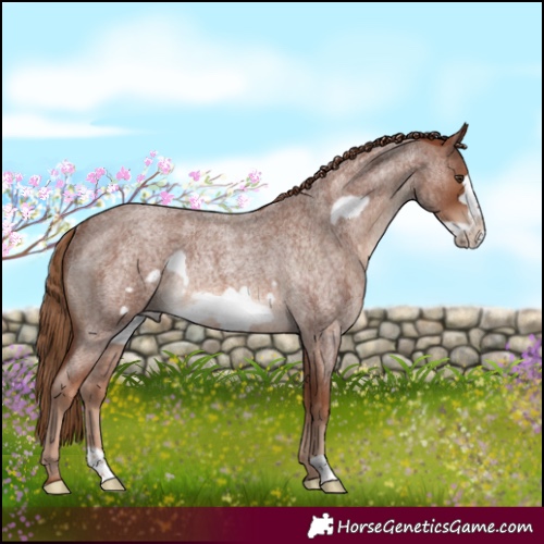 Horse Color:Red Roan Frame Rabicano