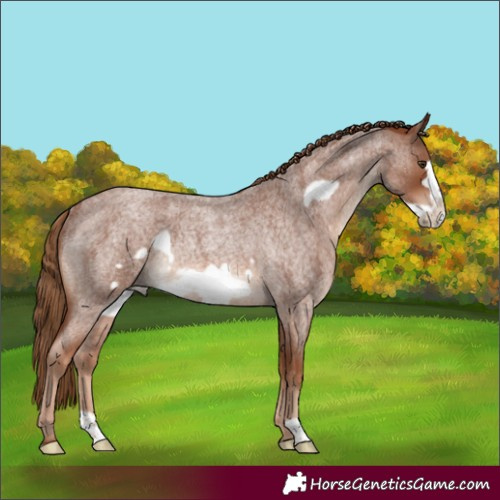 Horse Color:Red Roan Frame Rabicano 