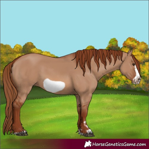 Horse Color:Red Dun Frame 
