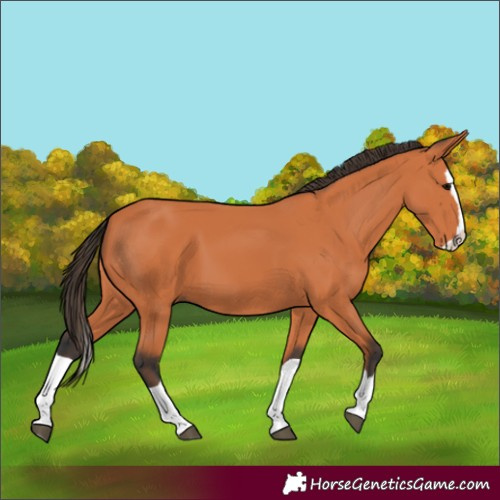 Horse Color:Bay Splash 