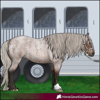 Horse Color:Gray Silver Bay Roan Rabicano