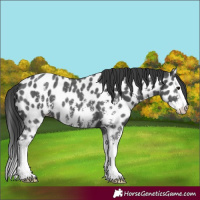 Horse Color:Black Sabino Splash Appaloosa 