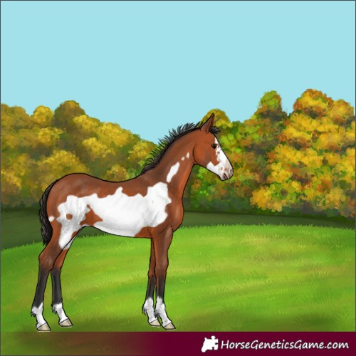 Horse Color:Bay Frame