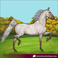 Horse Color:Silver Grullo Roan