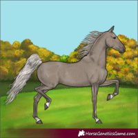 Horse Color:Silver Grullo Rabicano