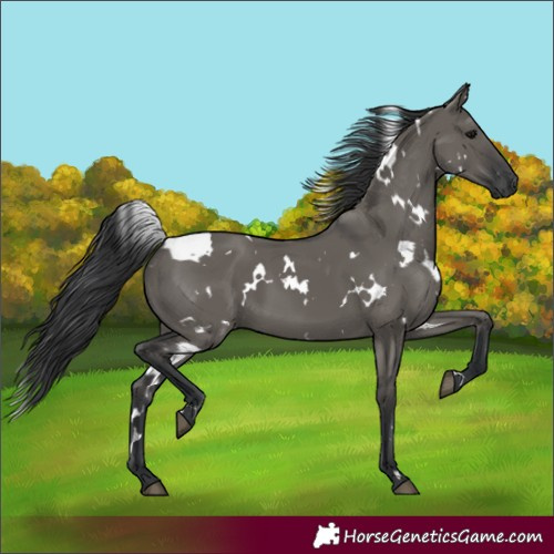 Horse Color:White Spotted Grullo 