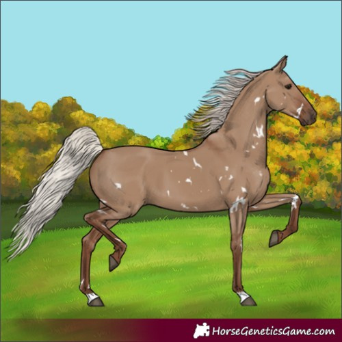 Horse Color:White Spotted Silver Grullo 