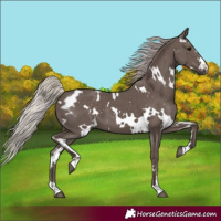 Horse Color:White Spotted Silver Black