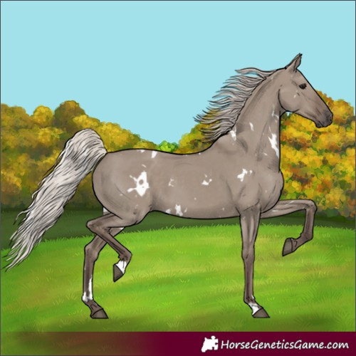 Horse Color:White Spotted Silver Grullo 