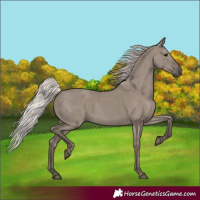 Horse Color:Silver Grullo Rabicano
