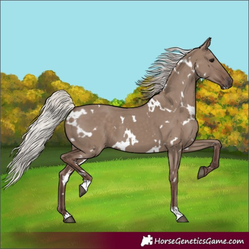 Horse Color:White Spotted Silver Grullo 