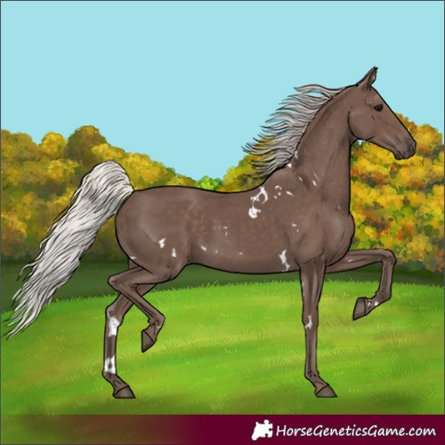 Horse Color:White Spotted Silver Black 