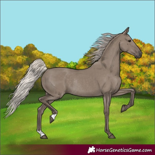 Horse Color:Silver Grullo Rabicano 