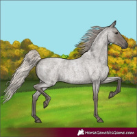 Horse Color:Silver Blue Roan