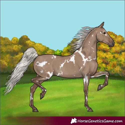 Horse Color:White Spotted Silver Grullo Rabicano 