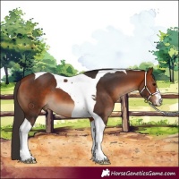 Horse Color:Bay Tobiano 
