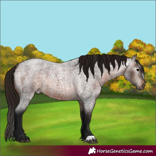 Horse Color:Gray Bay Roan Appaloosa 