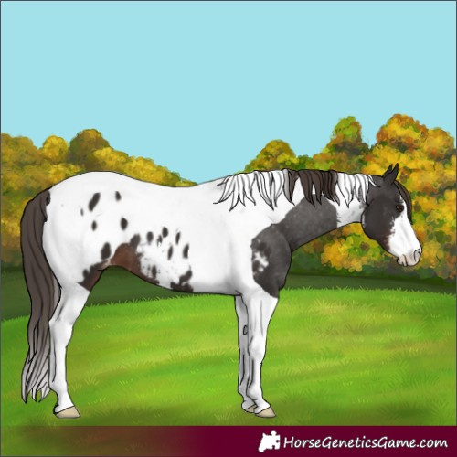 Horse Color:White Spotted Liver Chestnut Tobiano Appaloosa 