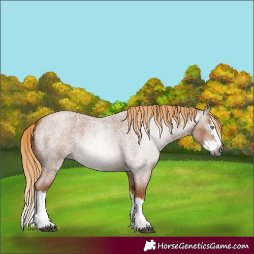 Horse Color:Gray Red Roan Splash