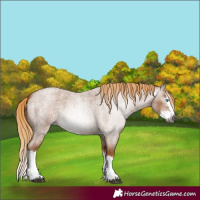 Horse Color:Gray Red Roan Splash 