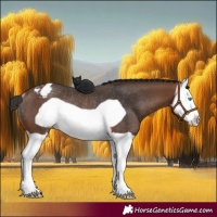 Horse Color:Brown Splash Frame Appaloosa Rabicano 