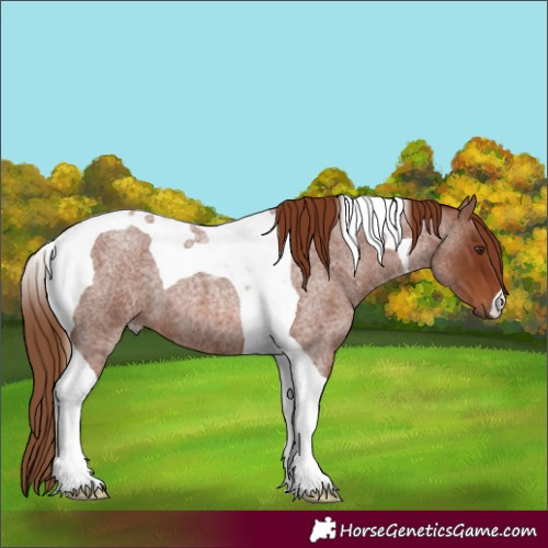 Horse Color:Red Roan Tobiano 