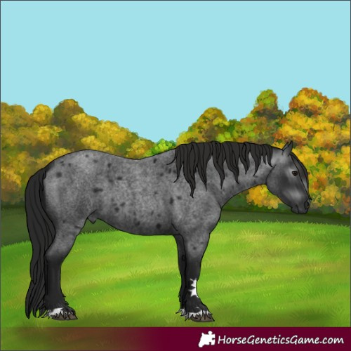 Horse Color:Gray Blue Roan 